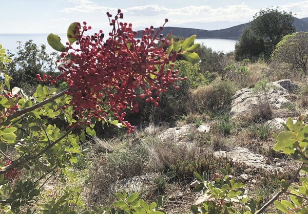 Αρχαία Ασίνη