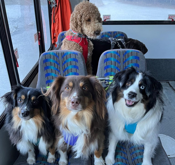 Σκύλοι σε λεωφορείο