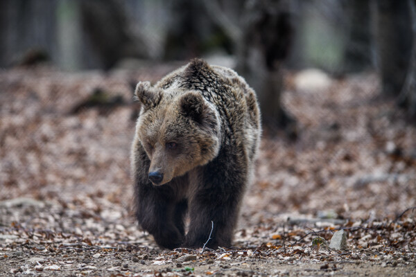 Φλώρινα: Νεκρή αρκούδα από τροχαίο- Σε σημείο με προειδοποιητική πινακίδα