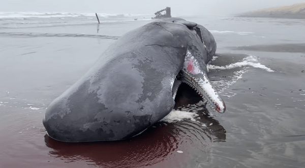 Φάλαινα μήκους 12 μέτρων εντοπίστηκε νεκρή σε ακτή του Όρεγκον