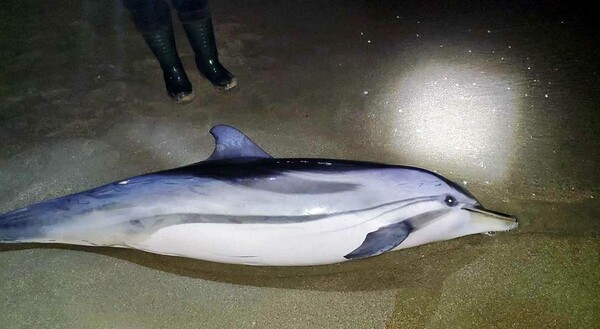 Καβάλα: Νεκρό ξεβράστηκε δελφίνι στην παραλία της Νέας Καρβάλης - «Ίσως κουράστηκε με τον νοτιά και κατέληξε»