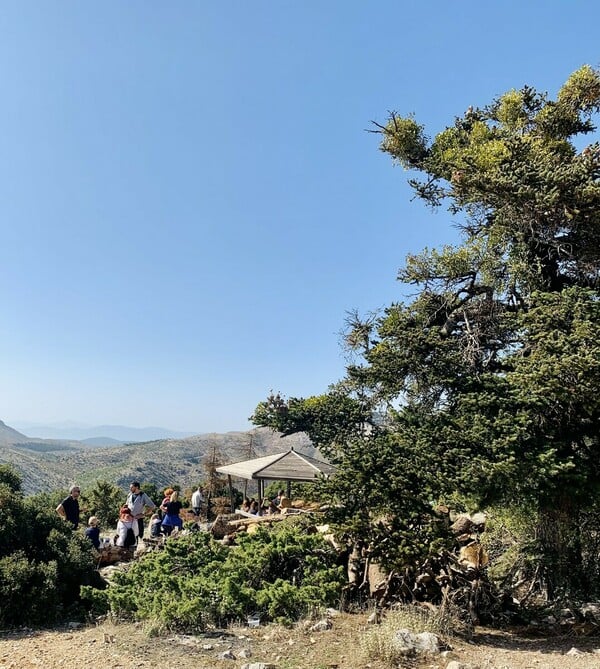 Μακαρονάδες, χορτόπιτες, τυρόπιτες και γλυκό μωσαϊκό με πιάτο… την Αθήνα