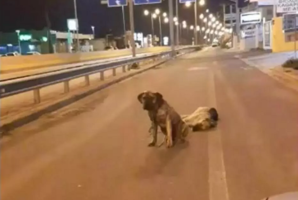 Σκύλος στον δρόμο