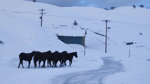 Μέτσοβο: Άγρια άλογα έψαχναν τροφή μέσα στα χιόνια - Κινητοποίηση των αρχών για ζωοτροφές