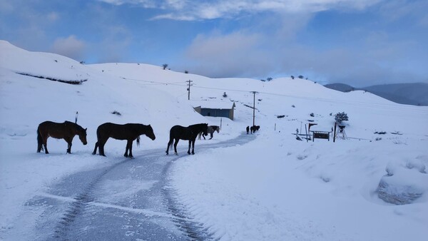 Μέτσοβο: Άγρια άλογα έψαχναν τροφή μέσα στα χιόνια - Κινητοποίηση των αρχών για ζωοτροφές
