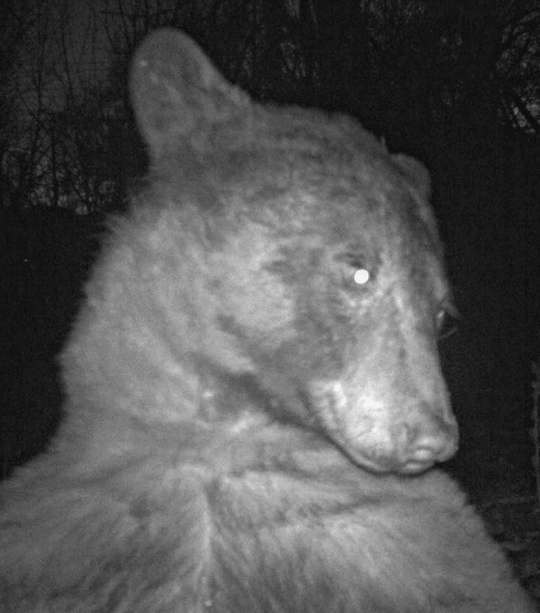 Αρκούδα εντόπισε κάμερα στο δάσος και «τράβηξε» πάνω από 400 selfie