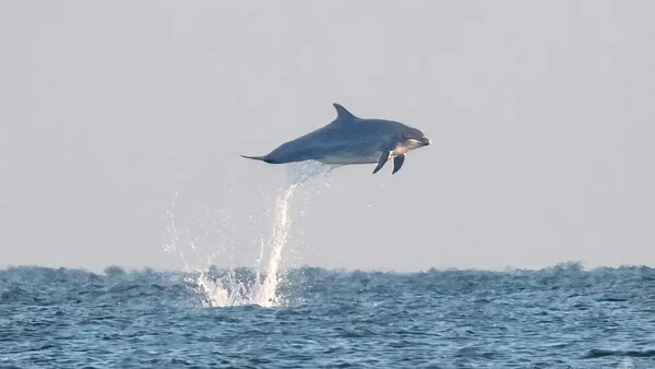 Ιπτάμενα -κυριολεκτικά- δελφίνια κατέγραψε ο φωτογραφικός φακός στο Γιορκσάιρ 