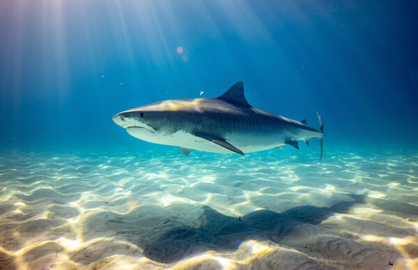 Φλόριντα: Ψαράς κατηγορείται ότι σκότωσε καρχαρία - Τον χτυπούσε με σφυρί μέχρι θανάτου