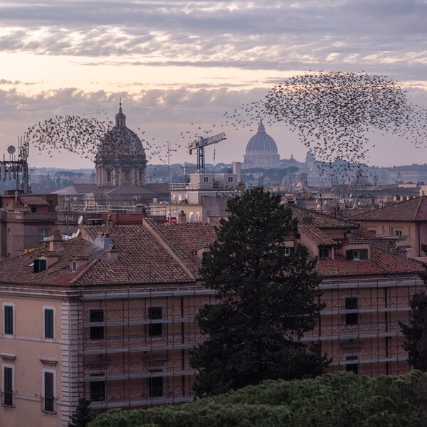 Rome’s starlings create a stunning spectacle.