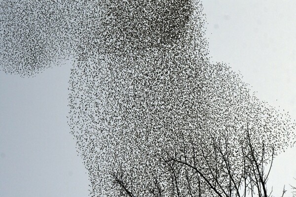 Rome’s starlings create a stunning spectacle.