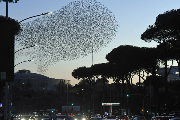 Rome’s starlings create a stunning spectacle.