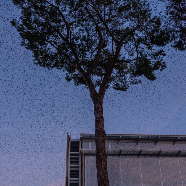 Rome’s starlings create a stunning spectacle.