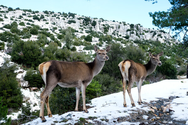 Χιόνια και πτώση θερμοκρασίας- Σε τρεις φάσεις ο καιρός τις επόμενες 7 ημέρες