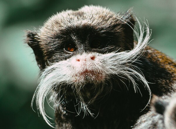 Αγνοούνται δύο πίθηκοι από τον ζωολογικό κήπο του Ντάλας- Και δεν είναι το μόνο ύποπτο περιστατικό