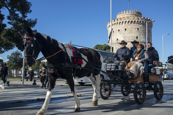 άλογα