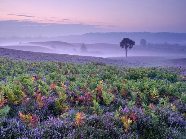 International Garden Photographer of the Year competition 2023