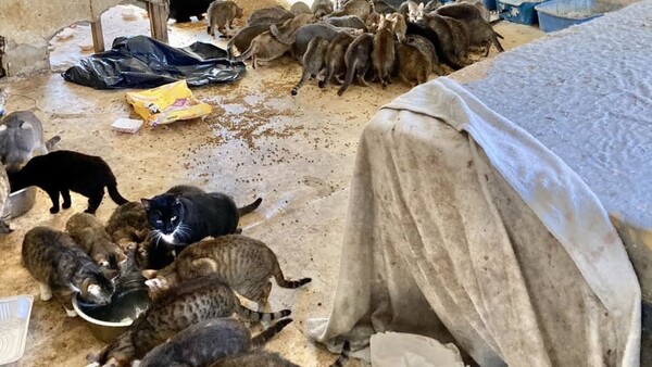 Μακάβριο εύρημα σε σπίτι στις ΗΠΑ: Δύο πτώματα και πάνω από 150 πεινασμένες γάτες 