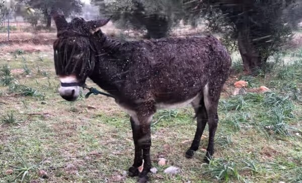 Κακοκαιρία Barbara: Διέσωσαν γαϊδούρι και σκύλο -Τα είχαν αφήσει στο έλεος του χιονιά