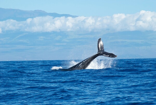Φάλαινα ταξίδεψε πάνω από 1.200 χιλιόμετρα παγιδευμένη σε αλιευτικά εργαλεία
