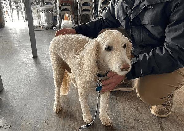 ΗΠΑ: Πήδηξαν σε παγωμένη λίμνη για να σώσουν 83χρονο και τον σκύλο του