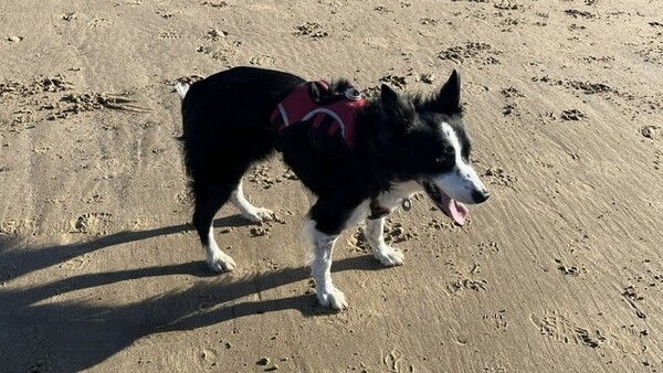 Σκύλος έκανε την τελευταία βόλτα στην αγαπημένη του παραλία- Είχε μεγάλη «παρέα», χάρη σε ανάρτηση στο Facebook