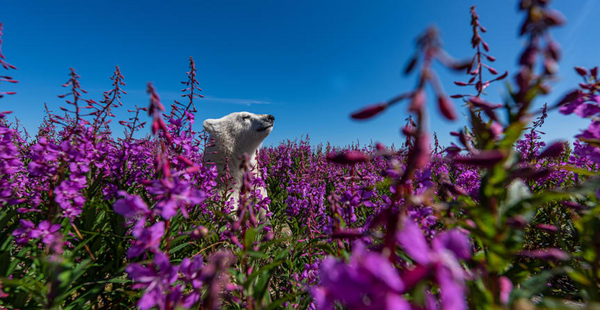Διαγωνισμός Φωτογραφίας για την Άγρια Φύση: Πρώτο βραβείο σε εντυπωσιακή λεοπάρδαλη του χιονιού 
