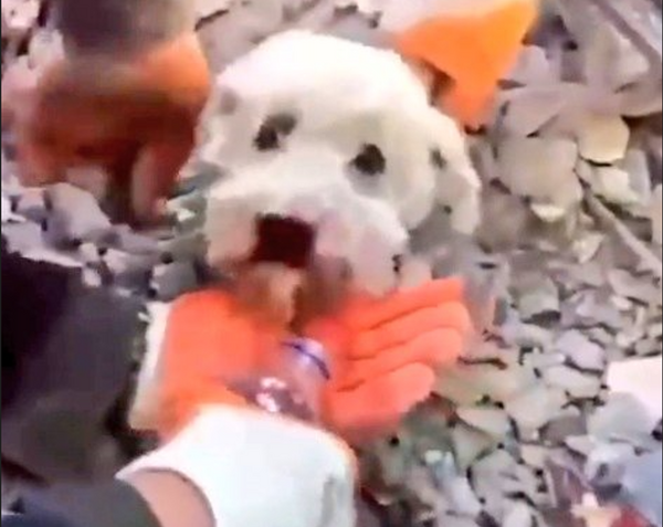 Σκύλος διασώθηκε από ερείπια στο τουρκικό Iskenderun