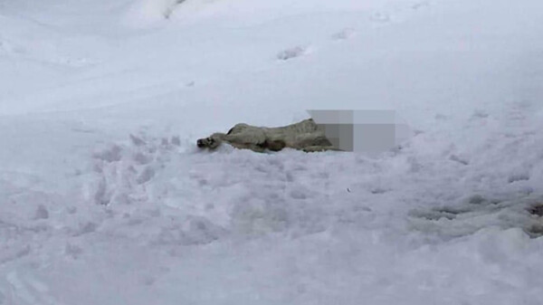 Φρίκη στο Βόλο: Αποκεφάλισαν σκύλο και τον άφησαν στα χιόνια