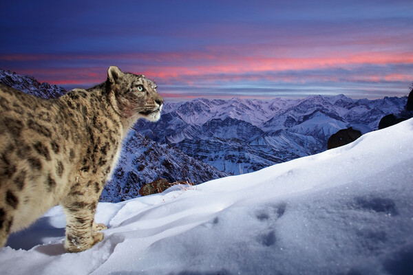 Wildlife Photographer of the Year: «Ο κόσμος της λεοπάρδαλης του χιονιού» απέσπασε το βραβείο κοινού