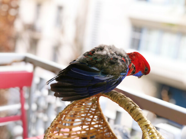Crimson rosella 