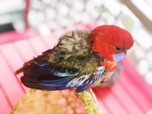 Crimson rosella 