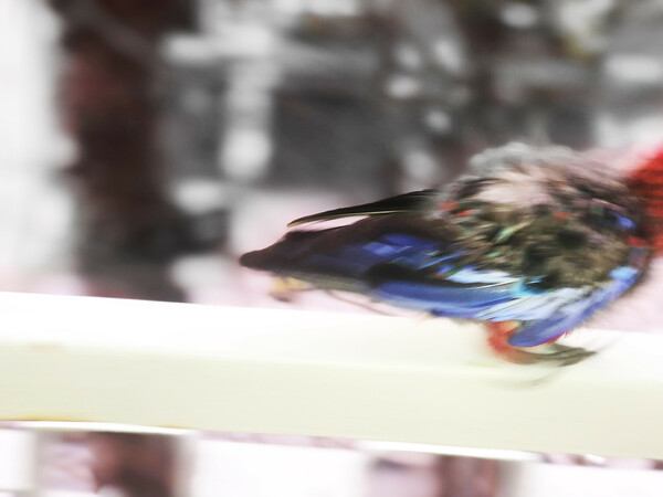 Crimson rosella 
