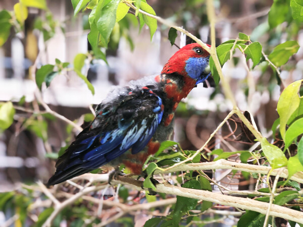 Crimson rosella 