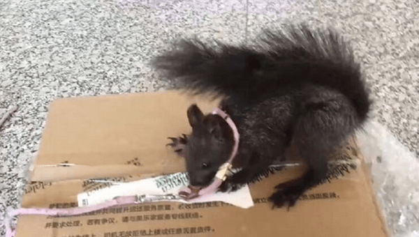 Κίνα: Έξι σκίουροι εκπαιδεύτηκαν να εντοπίζουν ναρκωτικά 