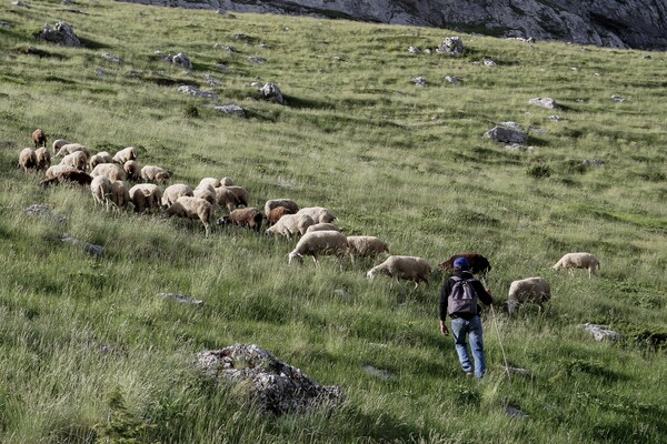 Καβάλα: Νεκρός 55χρονος βοσκός- Πήγε να κόψει δέντρο και καταπλακώθηκε