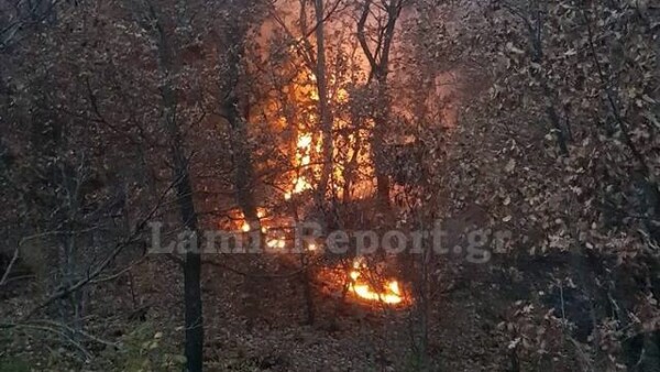 Μεγάλη φωτιά στη Μακρακώμη Φθιώτιδας - Ισχυροί άνεμοι στην περιοχή