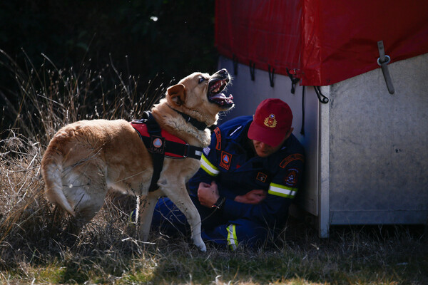 Φιντέλ, Τάλως, Έκτωρ: Οι εκπαιδευμένοι σκύλοι της 2ης ΕΜΑΚ που σώζουν ζωές