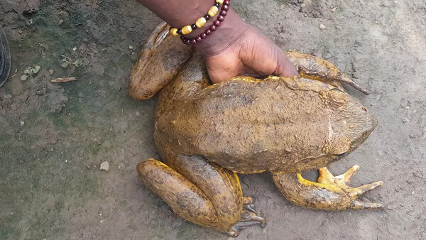 Οικολόγος από το Καμερούν έχει αποστολή να σώσει τον μεγαλύτερο βάτραχο στον πλανήτη