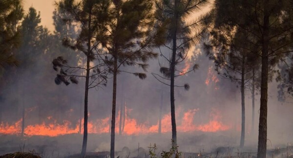 Κούβα: Τεράστιες δασικές πυρκαγιές μαίνονται στα ανατολικά της χώρας