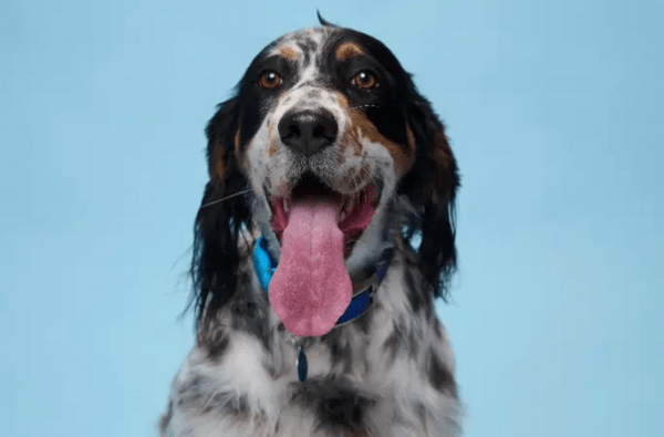 Ο σκύλος με την μεγαλύτερη γλώσσα είναι ένα αγγλικό σέτερ στην Αριζόνα