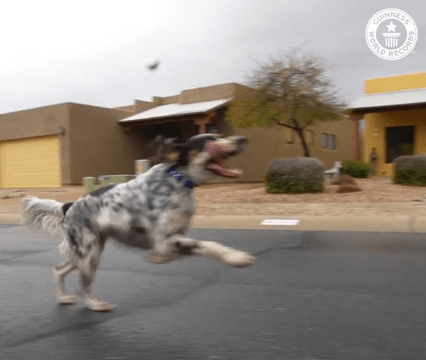 Ο σκύλος με την μεγαλύτερη γλώσσα είναι ένα αγγλικό σέτερ στην Αριζόνα