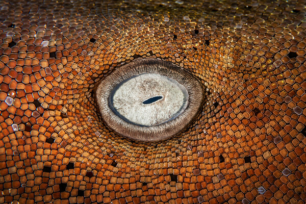 Underwater Photographer of the Year 2023: Η εντυπωσιακή κι ενίοτε θλιβερή, μυστική ζωή των ωκεανών