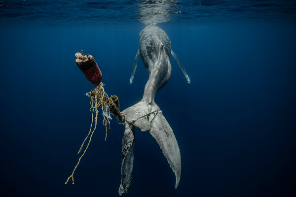 Underwater Photographer of the Year 2023: Η εντυπωσιακή κι ενίοτε θλιβερή, μυστική ζωή των ωκεανών
