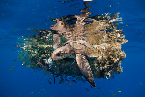 Underwater Photographer of the Year 2023: Η εντυπωσιακή κι ενίοτε θλιβερή, μυστική ζωή των ωκεανών