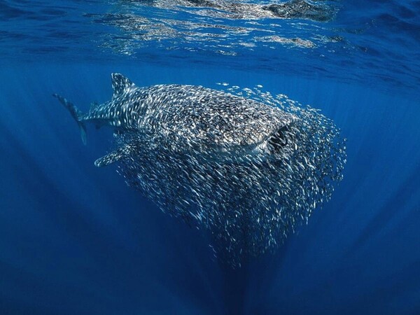 Underwater Photographer of the Year 2023: Η εντυπωσιακή κι ενίοτε θλιβερή, μυστική ζωή των ωκεανών