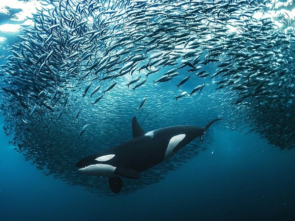 Underwater Photographer of the Year 2023: Η εντυπωσιακή κι ενίοτε θλιβερή, μυστική ζωή των ωκεανών