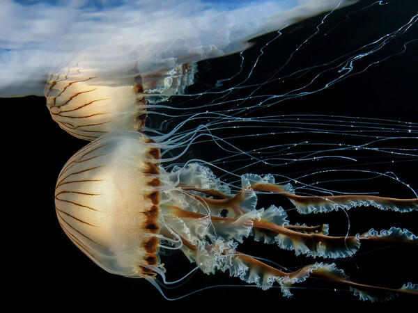 Underwater Photographer of the Year 2023: Η εντυπωσιακή κι ενίοτε θλιβερή, μυστική ζωή των ωκεανών