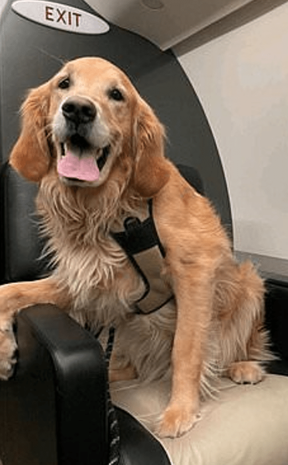 Σκύλοι διάσωσης: Ταξίδεψαν πρώτη θέση επιστρέφοντας από τον σεισμό στην Τουρκία 