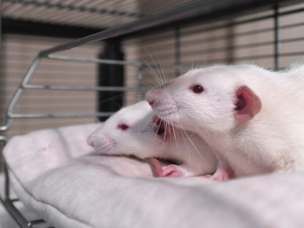 Ιάπωνας ερευνητής δημιούργησε τα πρώτα ωάρια από κύτταρα αρσενικών ποντικιών