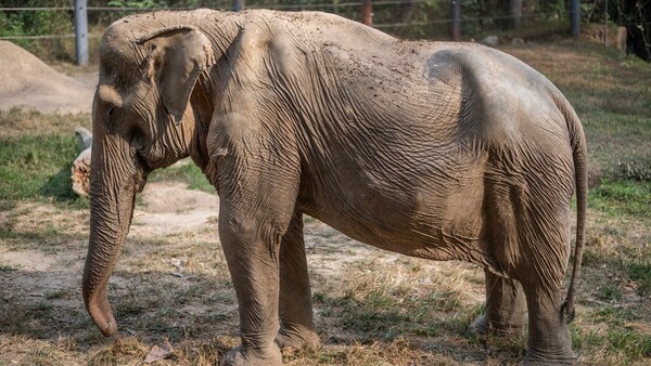 Ταϊλάνδη: Τι παθαίνουν οι ελέφαντες που κουβαλούν για χρόνια τουρίστες στην πλάτη τους